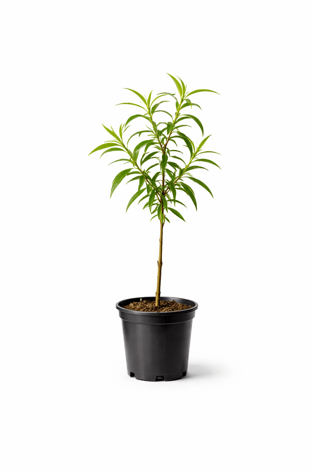 Plantín de Sauce + Cuidado hasta 4 años - Image 1