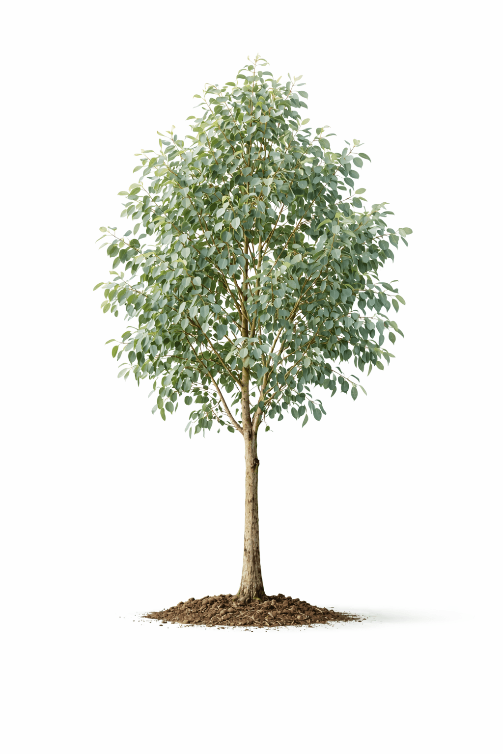 Árbol Eucalipto + Cuidado 14 años + Certificación C.U. - Image 1