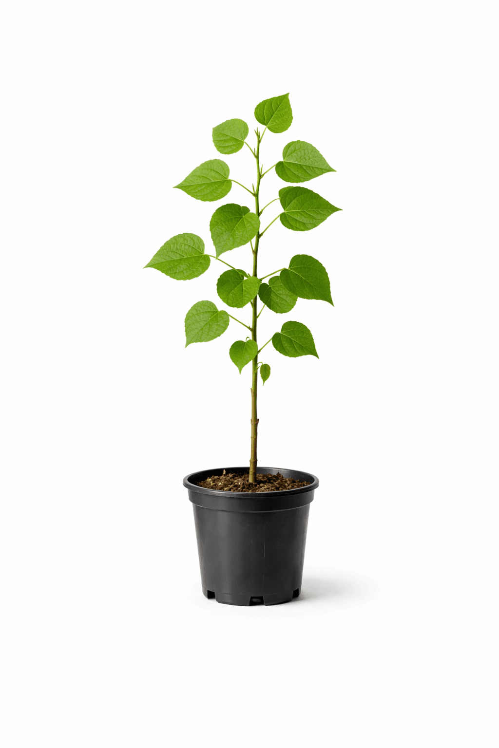 Plantín de Álamo + Cuidado hasta 4 años - Image 1