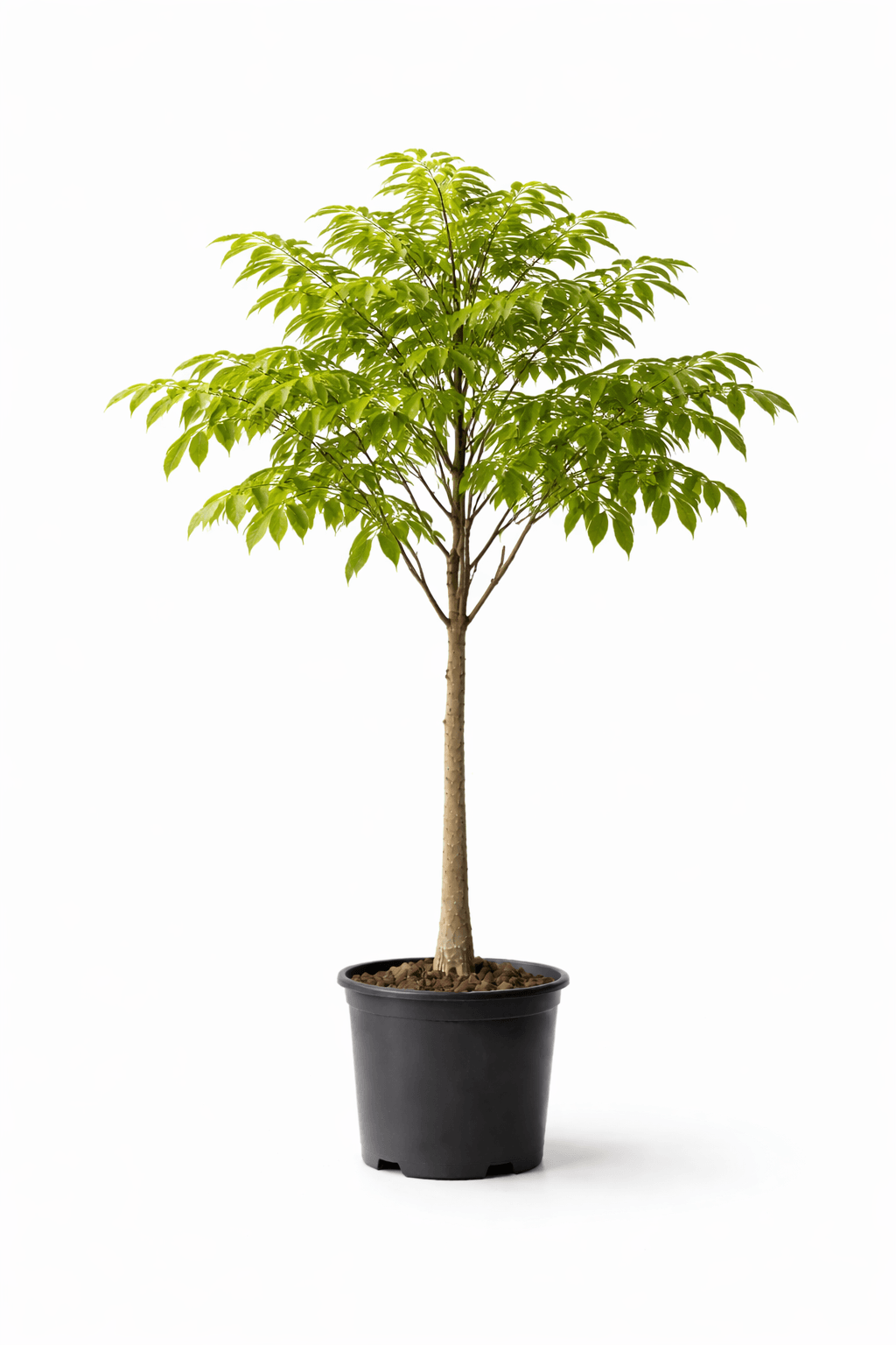 Lapacho Rosado - Image 1