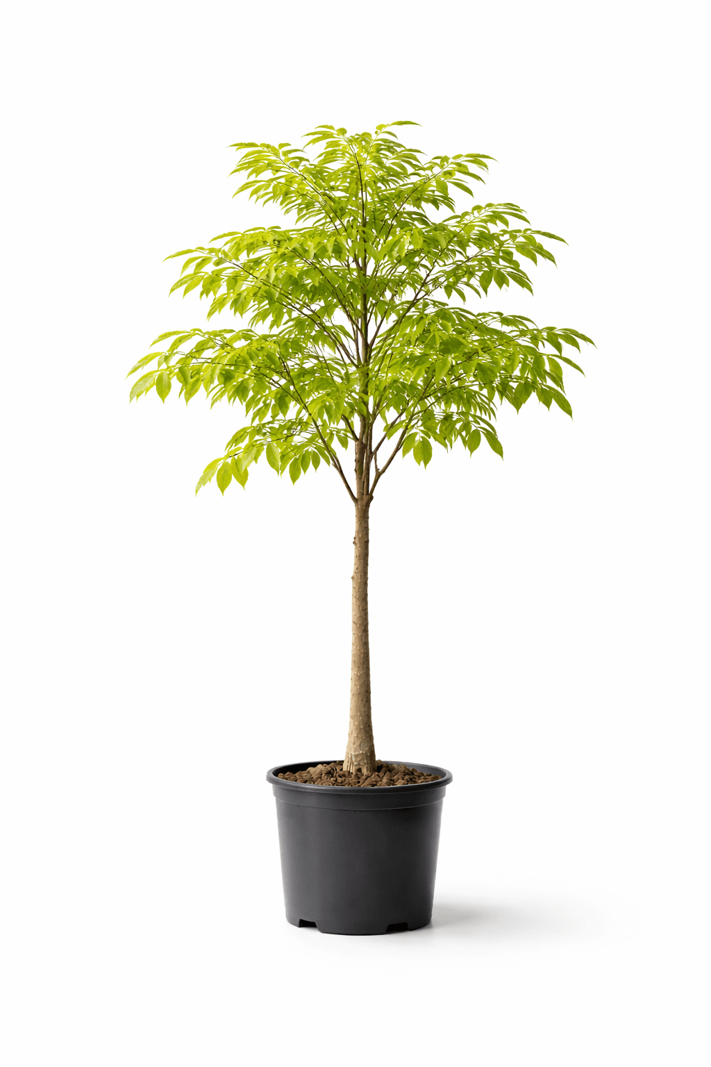 Lapacho Amarillo - Image 1