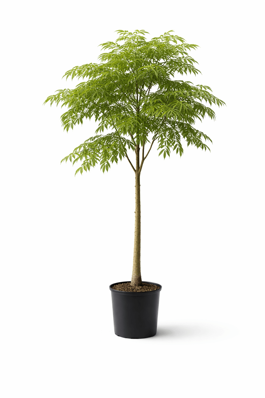 Jacarandá - Image 1